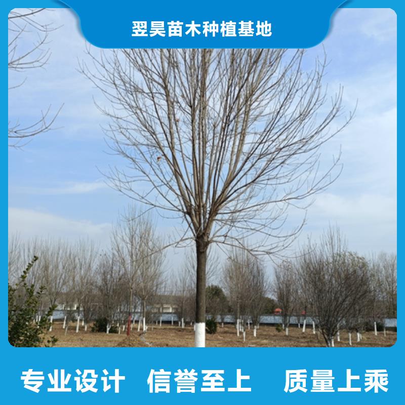 造型法桐质量放心绿化乔木