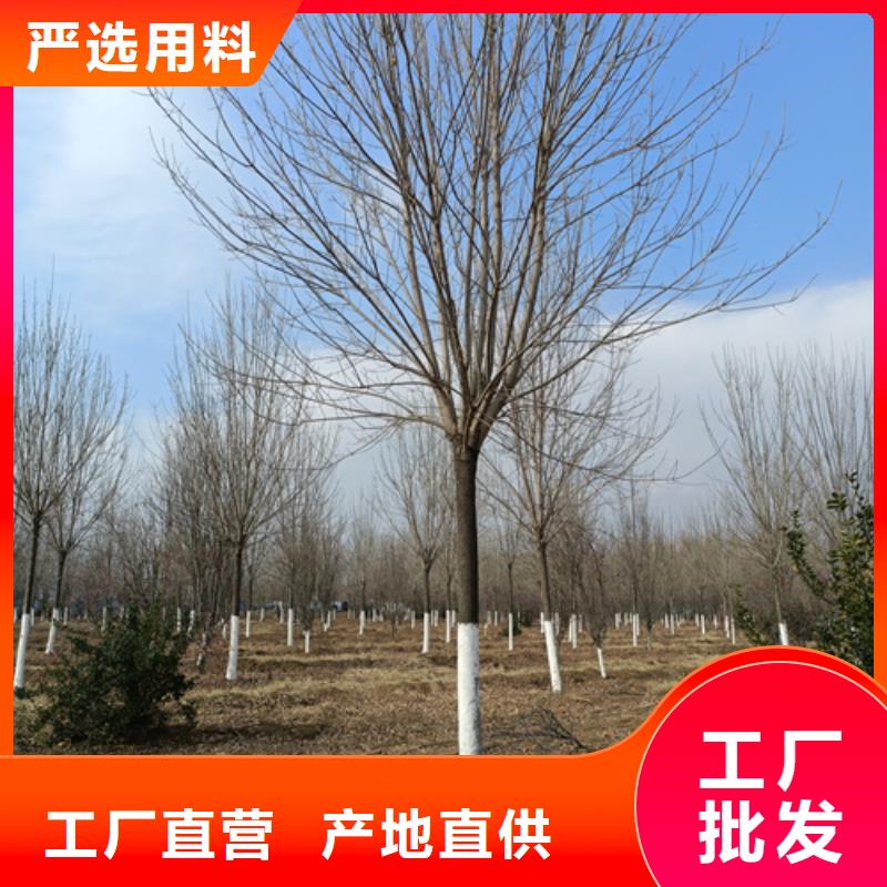 法桐来图定制