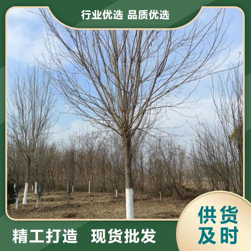 翌昊苗木种植基地速生法桐价格低交货快