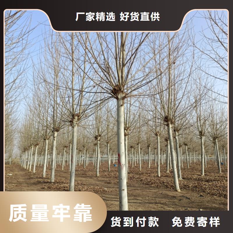 法桐原生冠法桐源头把关放心选购