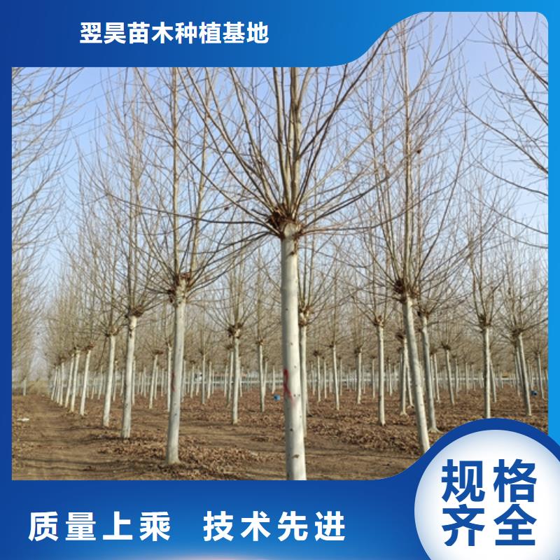批发法桐的销售厂家