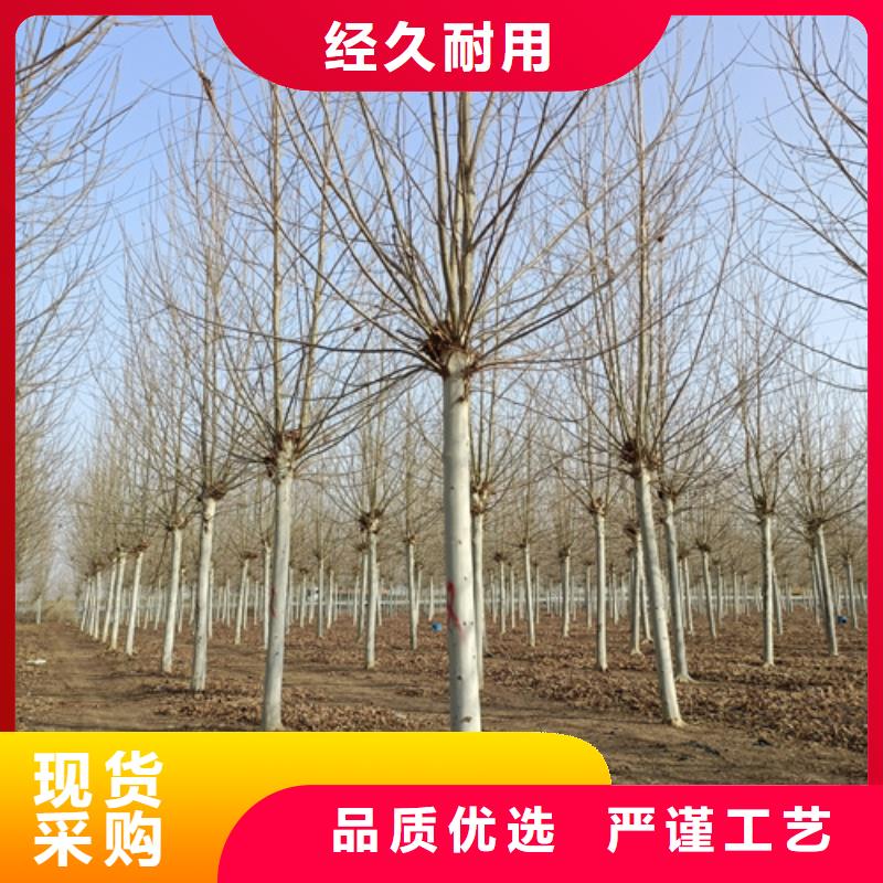 造型法桐放心购买绿化苗木