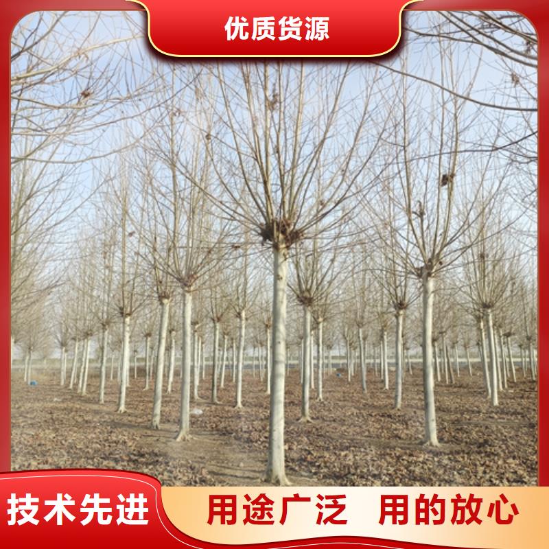 法桐质量放心绿化乔木