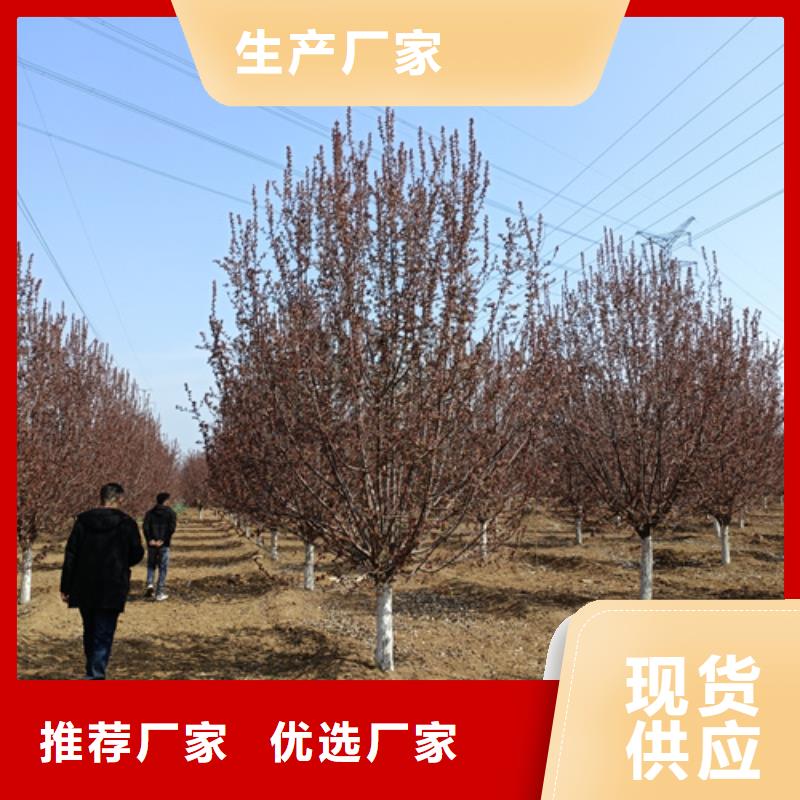 法桐货真价实绿化苗木