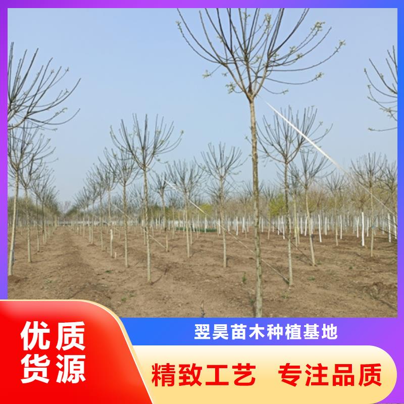 速生法桐定做价格
