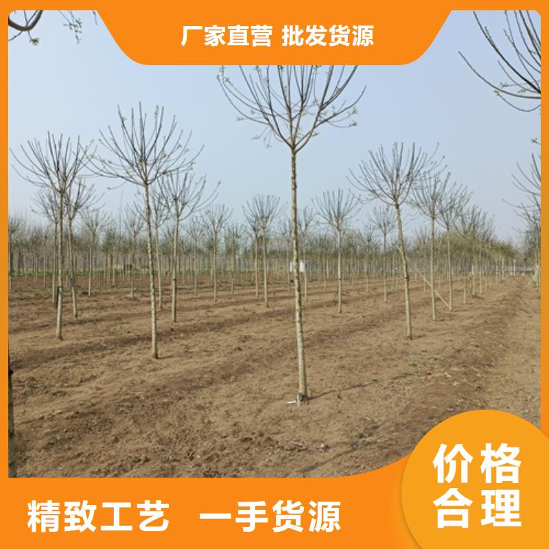 法桐质量可靠绿化乔木