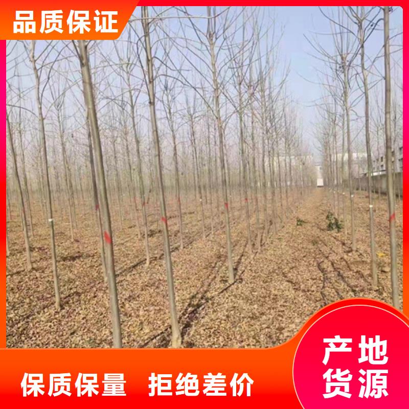 法桐行情厂家订制