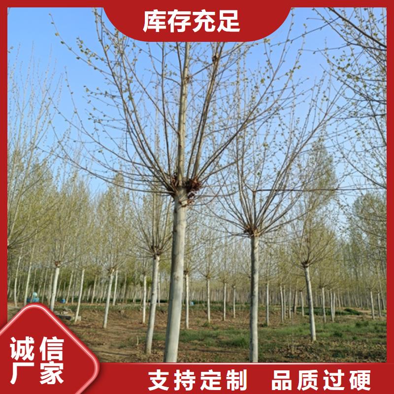 法桐放心选择绿化乔木