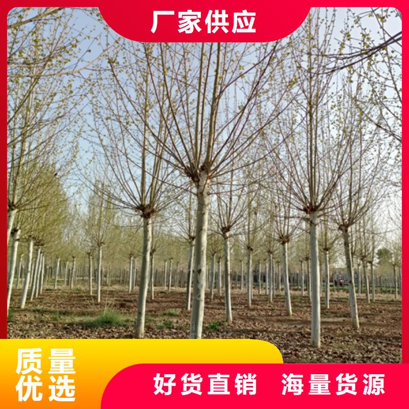 专注速生法桐销售