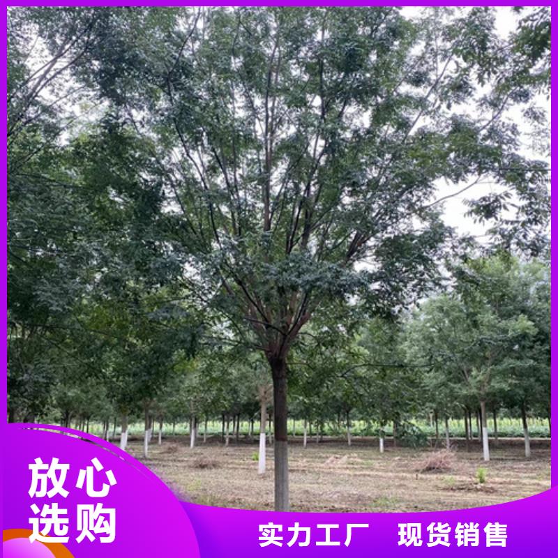 法桐质量可靠绿化乔木