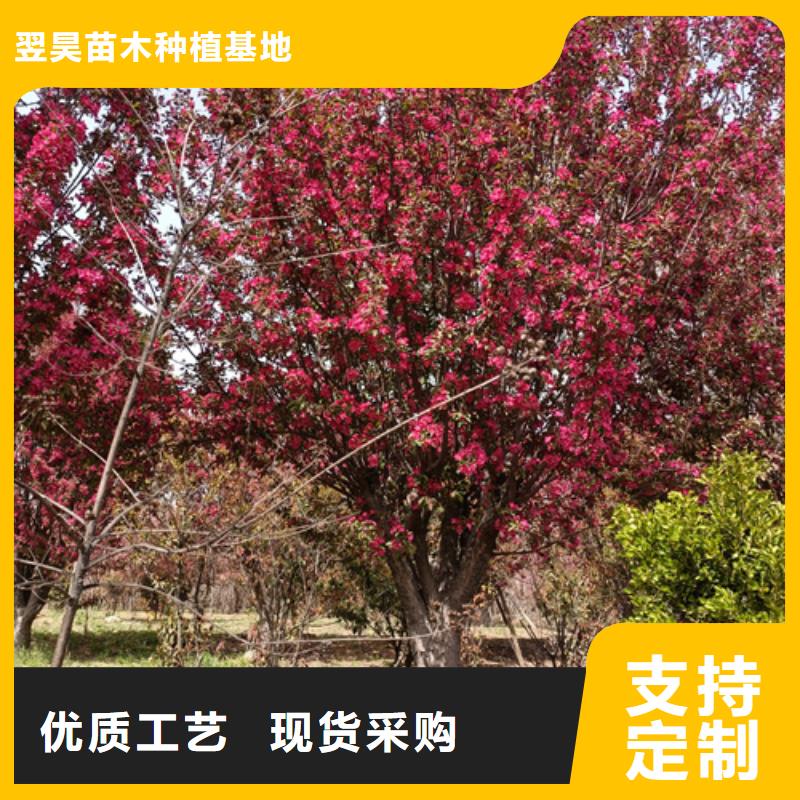 法桐、法桐厂家直销-质量保证