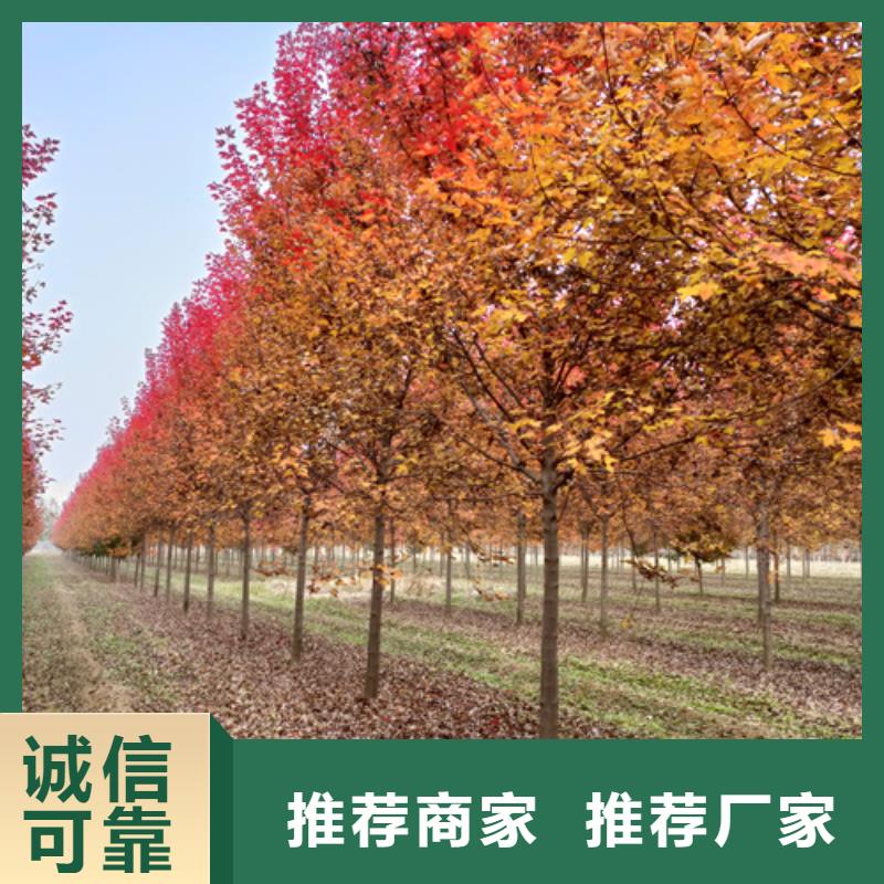法桐价格现货供应苗木基地