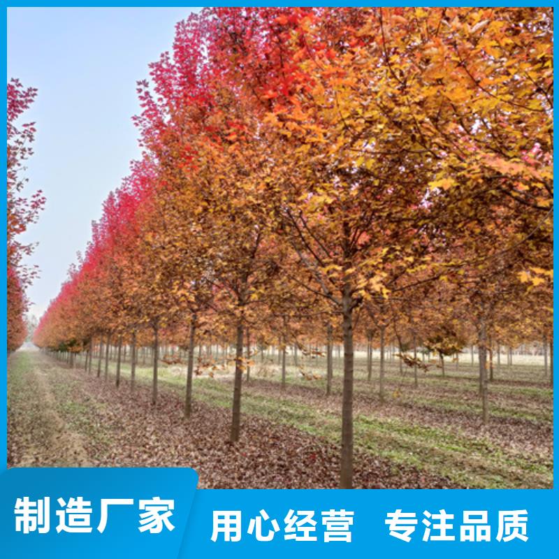 法桐质量放心绿化乔木