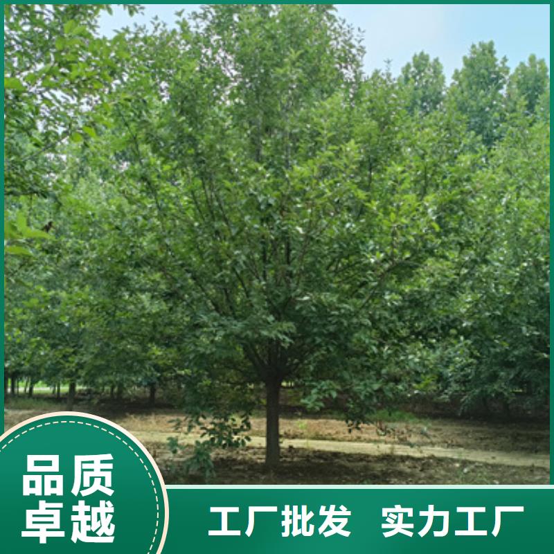 速生法桐、速生法桐直销厂家