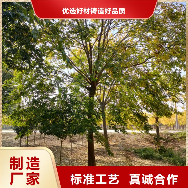 法桐金叶槐价格实惠