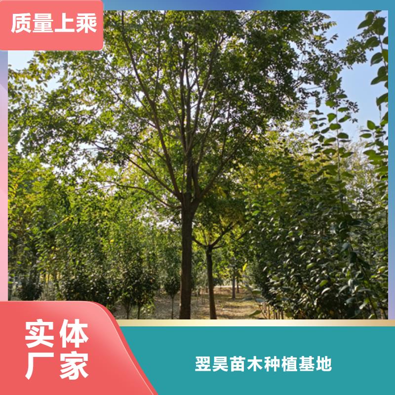 法桐质量可靠绿化乔木