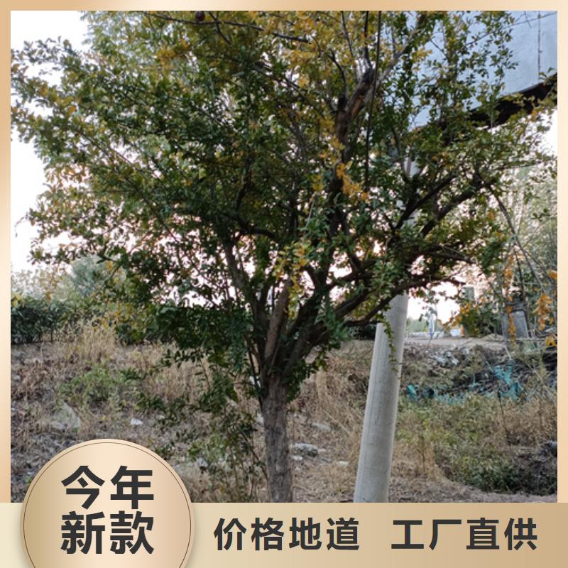 法桐小苗厂家规格齐全