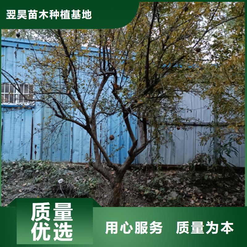 法桐金叶槐价格实惠
