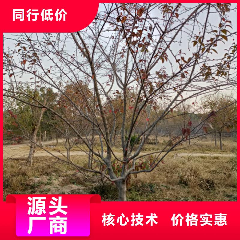 法桐价格现货供应苗木基地