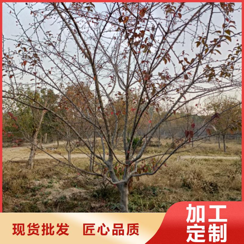 速生法桐定做价格