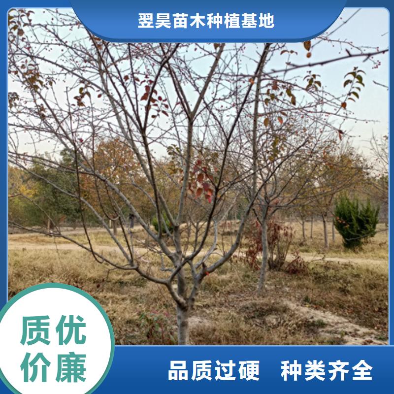 造型法桐厂家信誉好