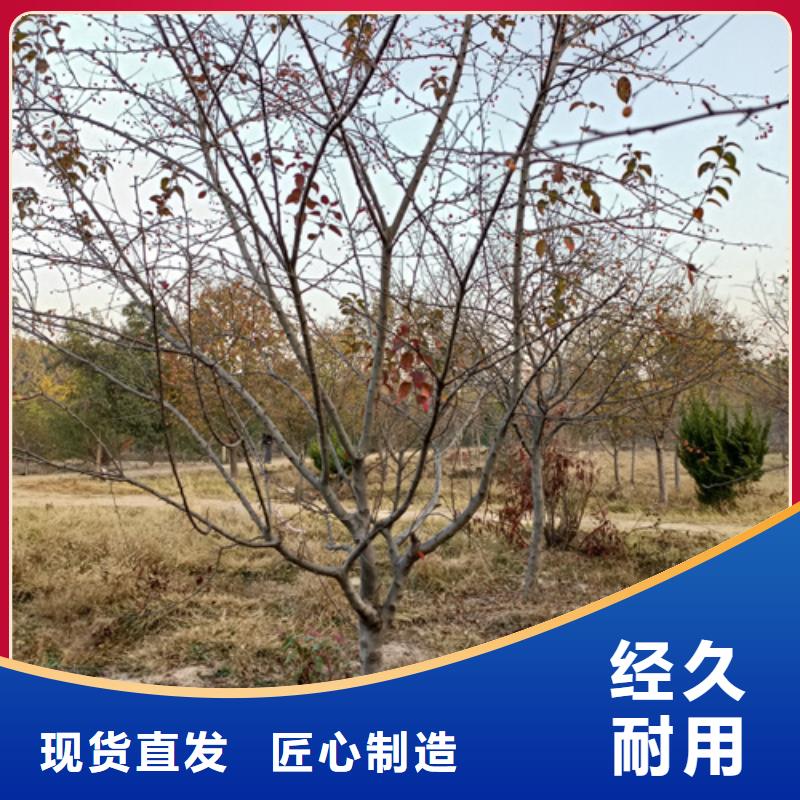 法桐货真价实绿化苗木