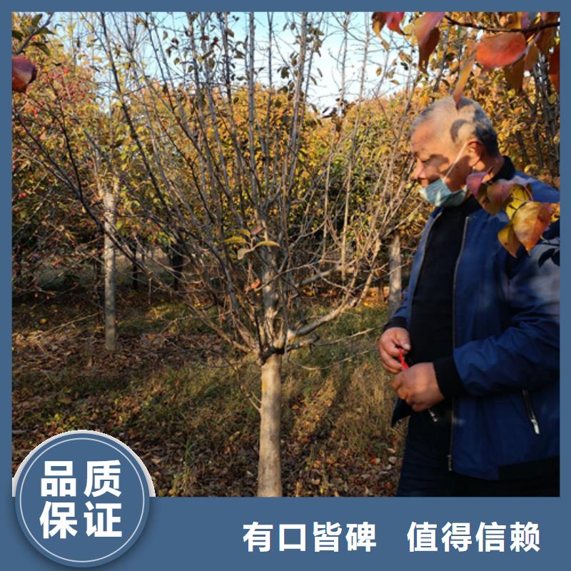 造型法桐源头厂家价格优惠