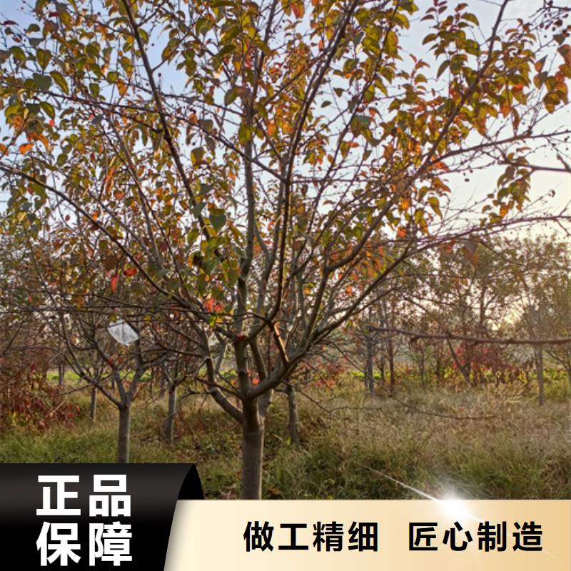 法桐小苗厂家，放心之选