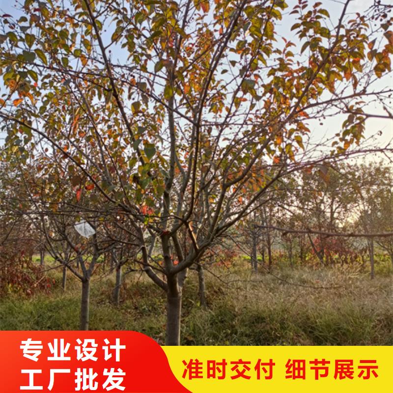 批发法桐的销售厂家