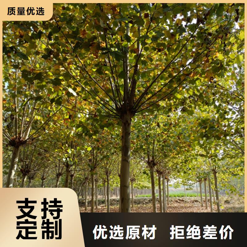造型法桐质保一年