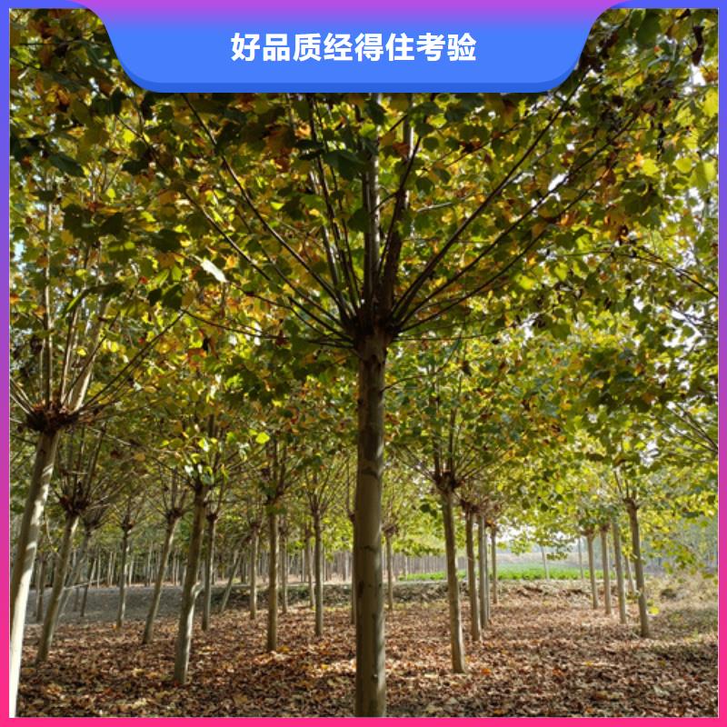 法桐实体厂家直销