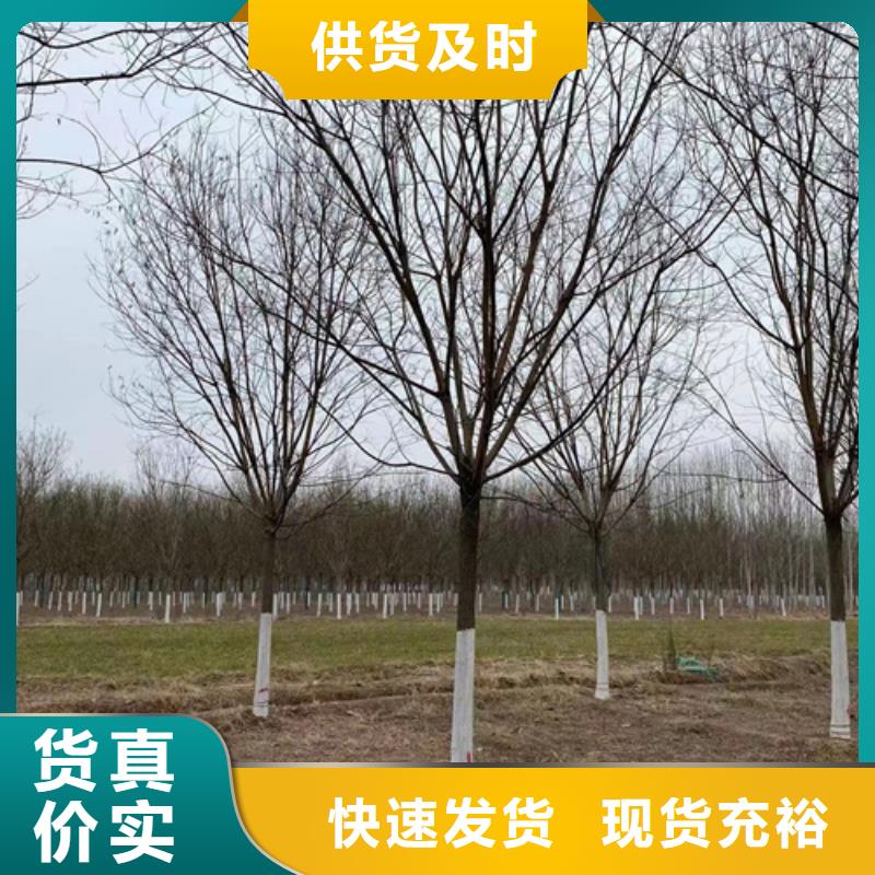 法桐行情厂家订制