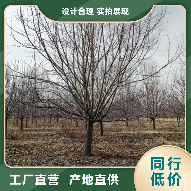 造型法桐源头厂家价格优惠