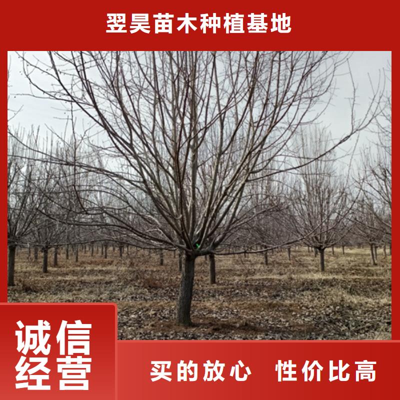 法桐价格放心选择绿化苗木