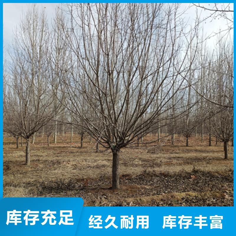 速生法桐定做价格