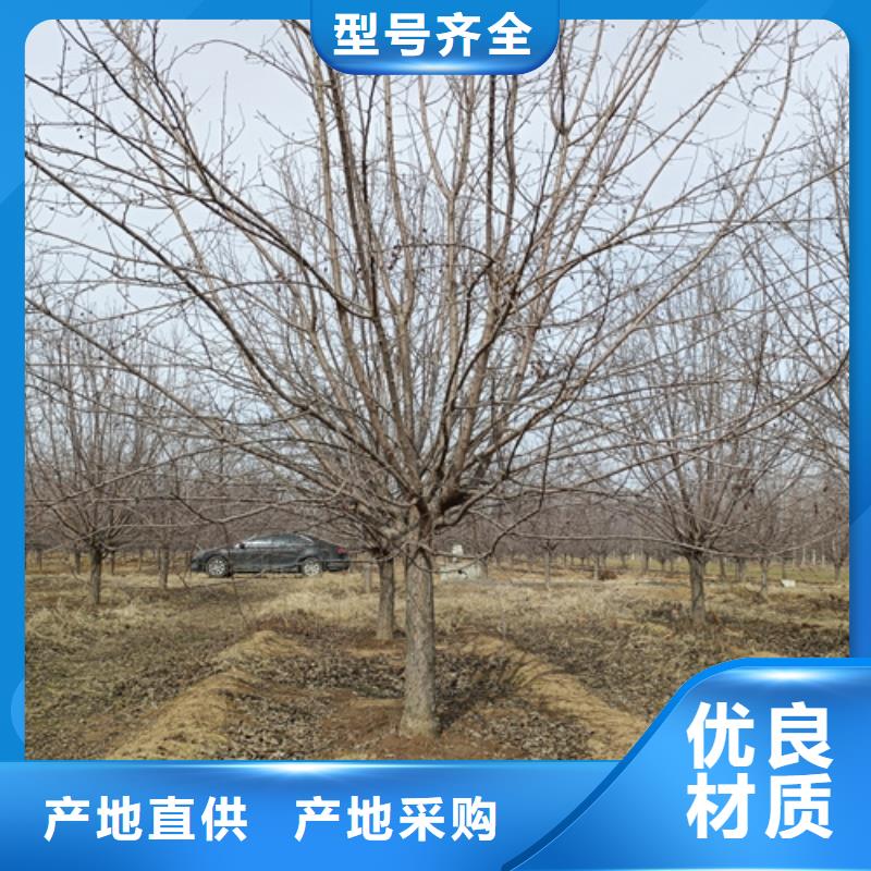 法桐小苗厂家可开票