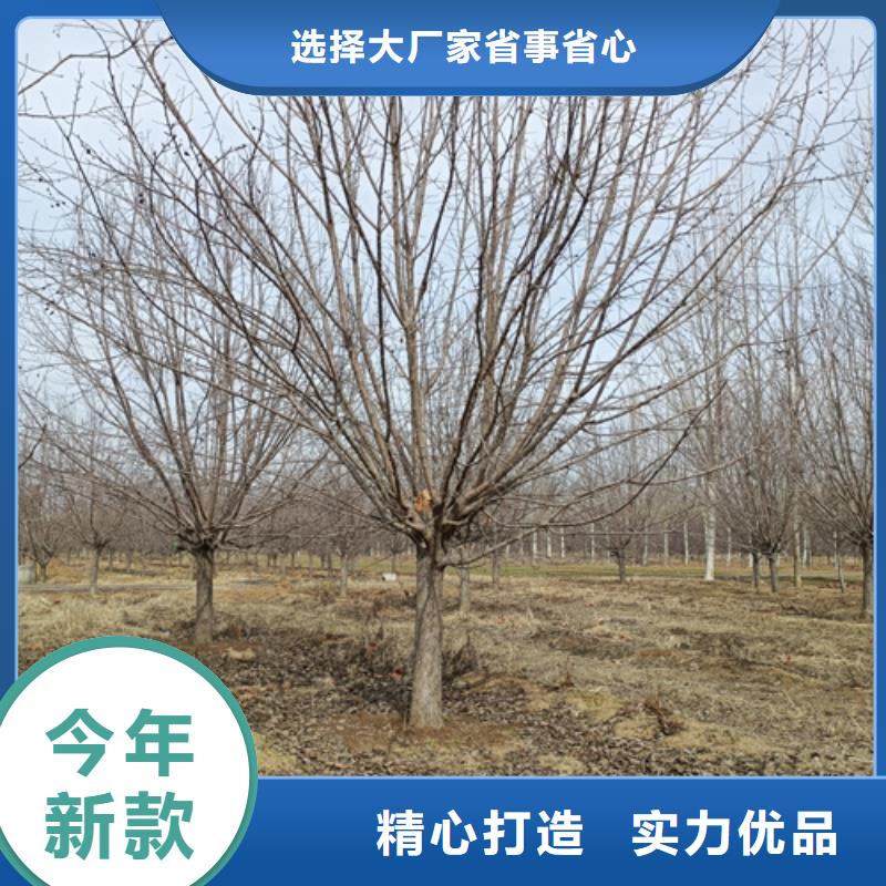 法桐实体厂家直销