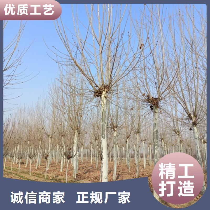 采购法桐必看-可信赖