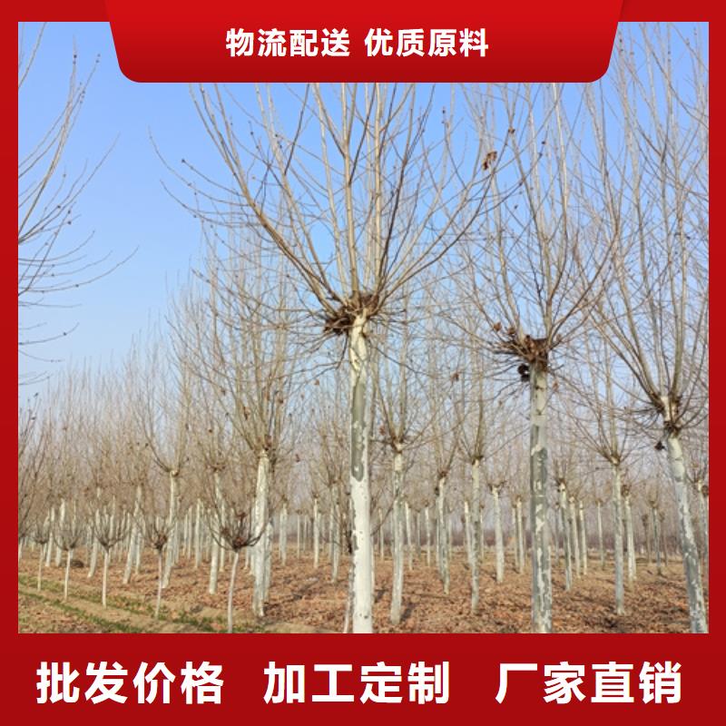 法桐大量现货