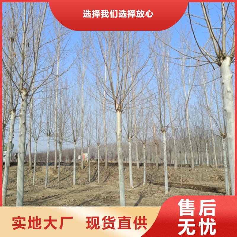 造型法桐厂家批发供应