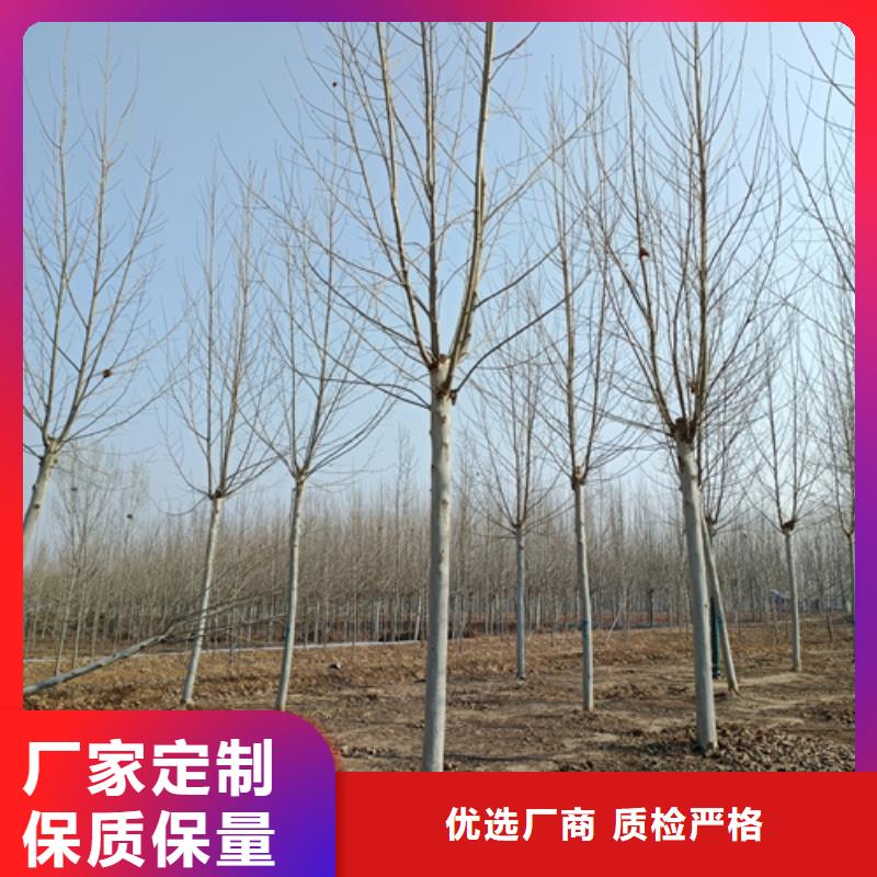 速生法桐定做价格