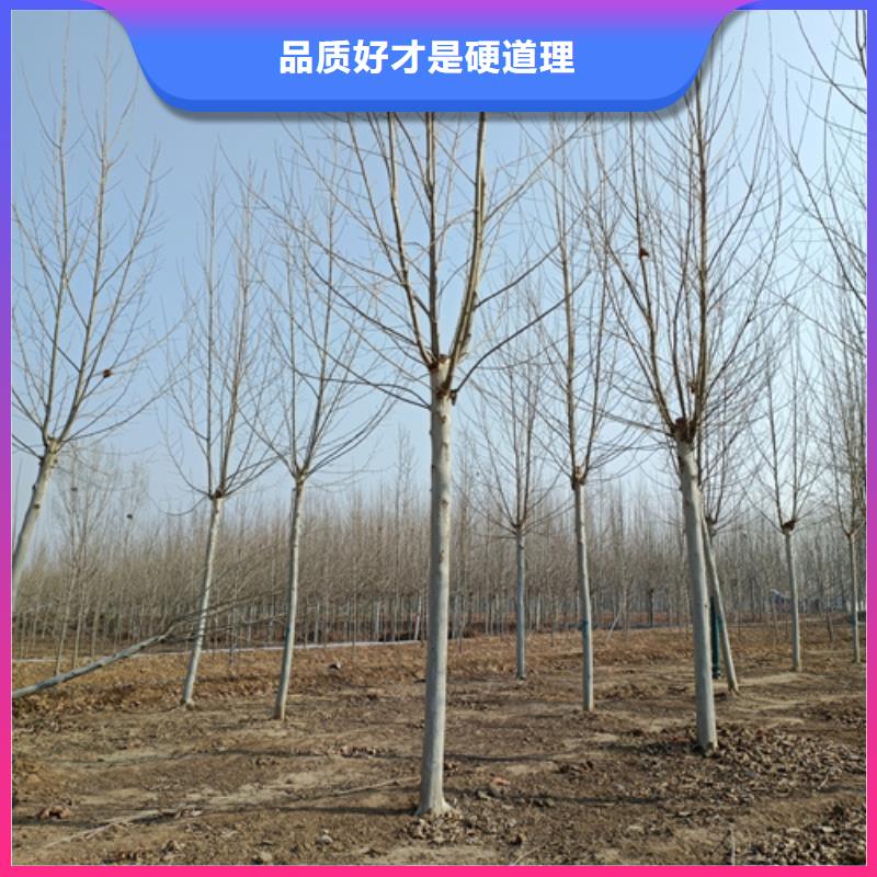 法桐大量现货