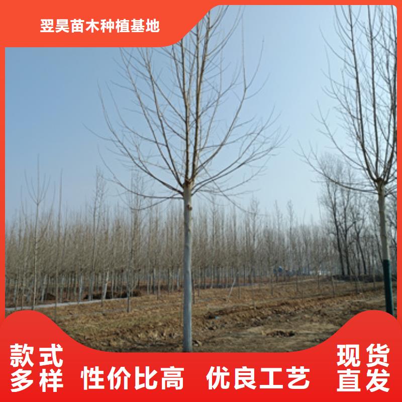 法桐小苗厂家可开票