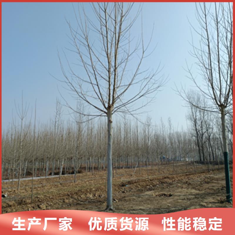 速生法桐-高标准高质量