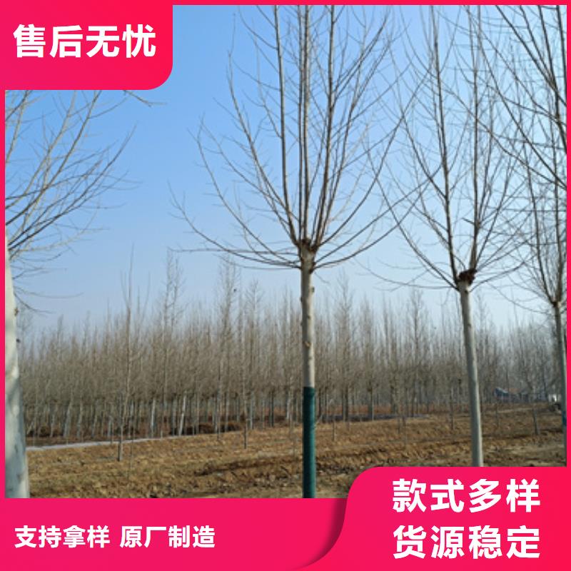 法桐放心选择绿化乔木