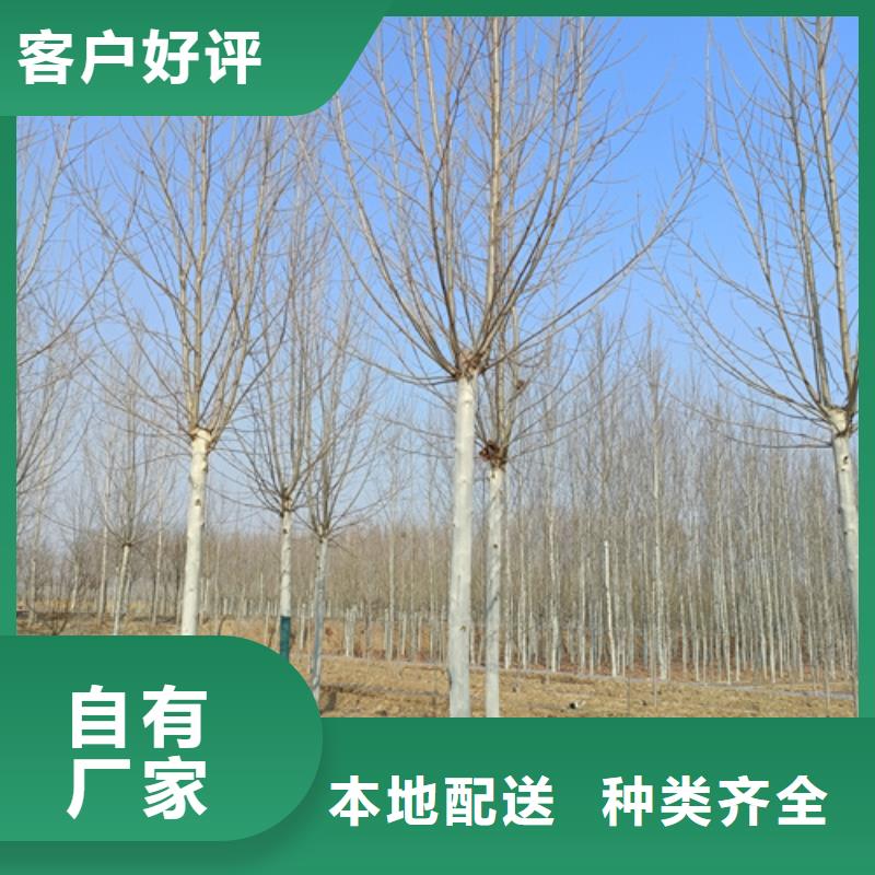 造型法桐-值得购买
