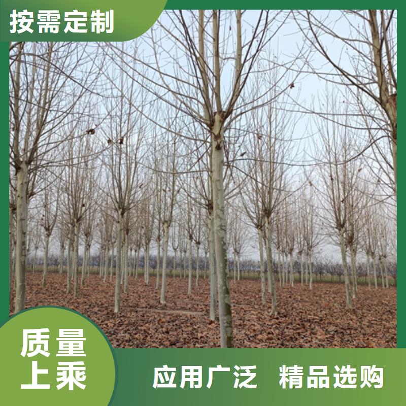 法桐小苗质量放心苗木基地