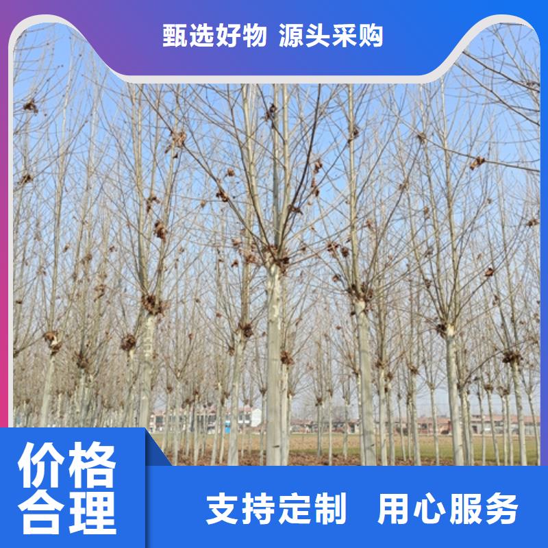 速生法桐批发零售-定做