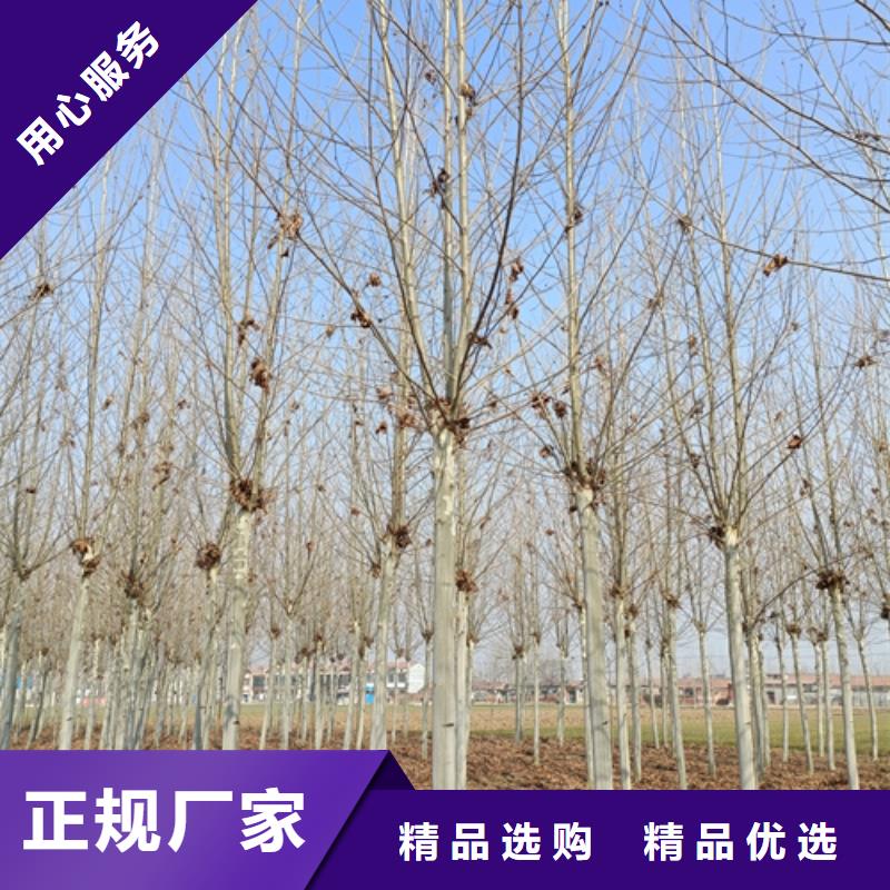 法桐中心