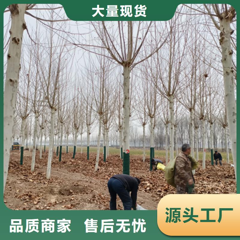 速生法桐品质优良